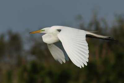 Great egret flying past