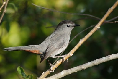 Grey catbird