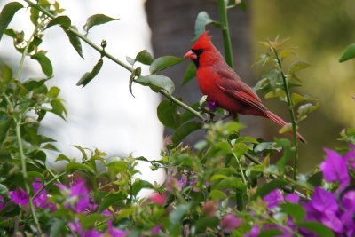 Cardinal in yard