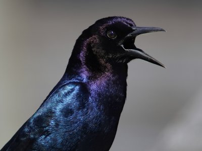 Boat-tailed grackle closeup