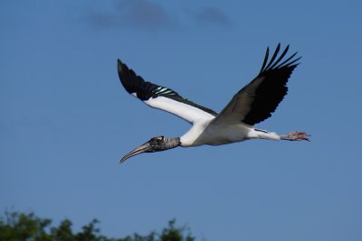Wood stork flying close