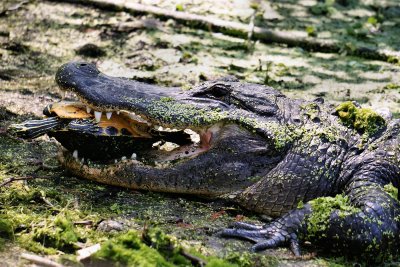 Alligator trying to eat a turtle