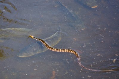 Banded watersnake over a tilapia