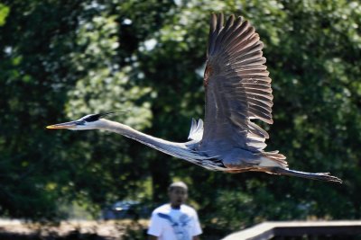 Great blue heron fly by