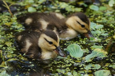 Mottled ducklings