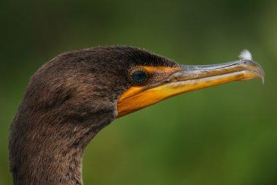 Double crested cormorant - up close
