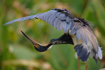 Tricolor heron inspecting its wing