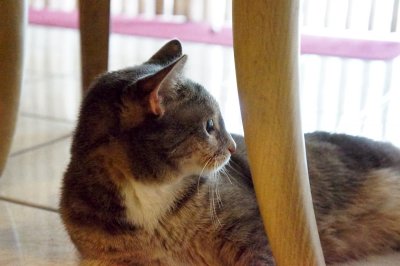 Mickey under the chair - ISO25600