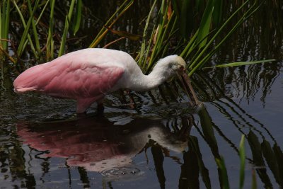 Roseated spoonbill fishing