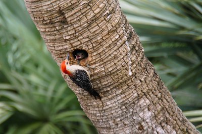 Red-bellied woodpecker and chick