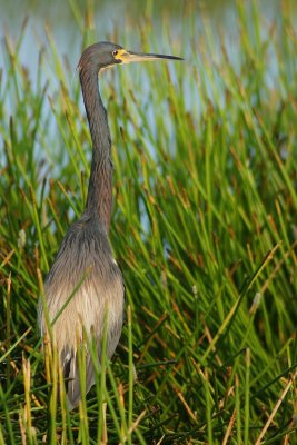Tricolor heron in the morning