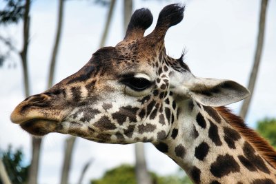 Giraffe, very close up
