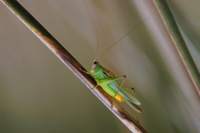 Colorful grasshopper