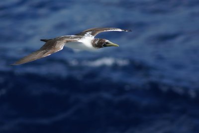Juvenile masked booby
