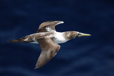 Juvenile masked booby