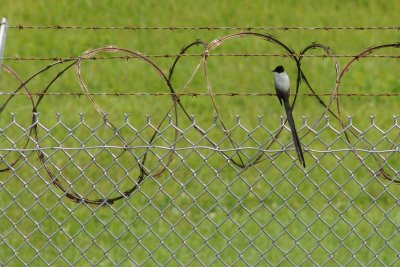 Fork-tailed flycatcher