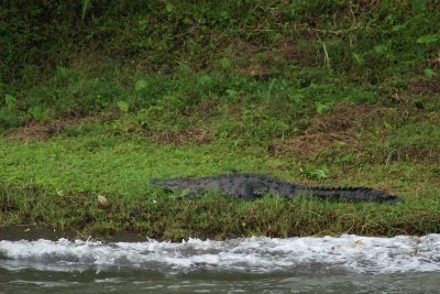 Panama crocodile