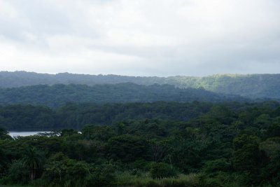 Panama rainforest