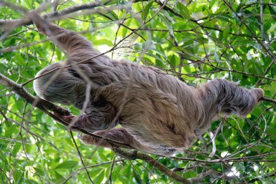 Sloth moving through the treetops