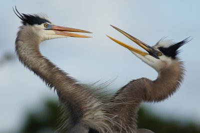 Great blue heron couple