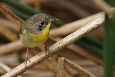 Common yellowthroat