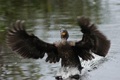 Cormorant landing