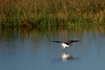 Osprey skimming the water