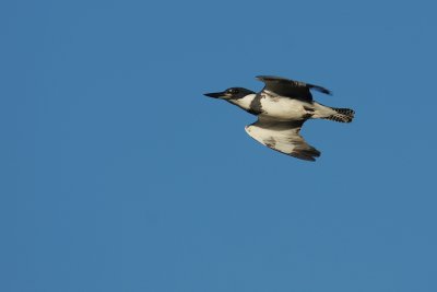 Belted kingfisher