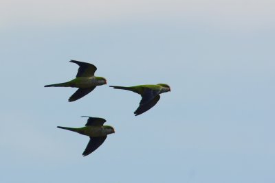 Monk parakeets flying by