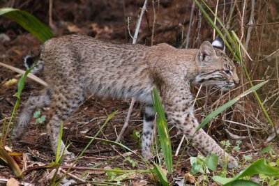 Strolling bobcat