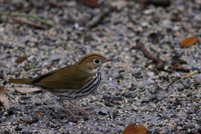 Ovenbird