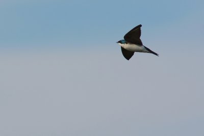 Tree swallow buzzing by