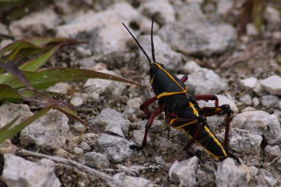 Young eastern lubber grasshopper