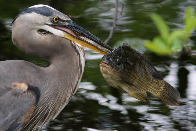 Great blue heron with a great fish