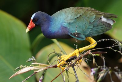 Purple gallinule