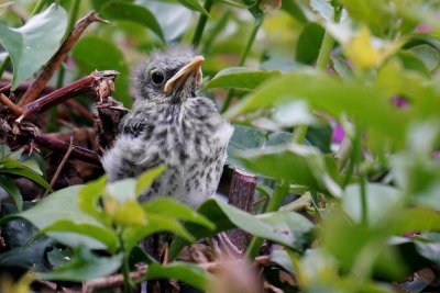 Baby mockingbird in my yard