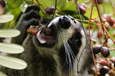Hungry raccoon eats a berry