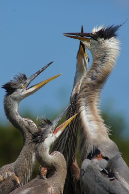 Great blue heron chicks begging mom