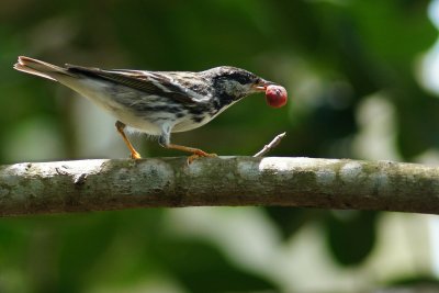 Blackpoll warbler