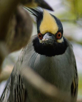 Yellow-crowned night heron funny look