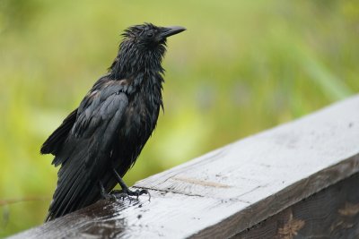 Fish crow in the rain