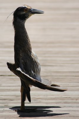 Yellow-crowned night heron: you talkin' to me?