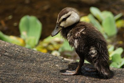 Duckling on a log