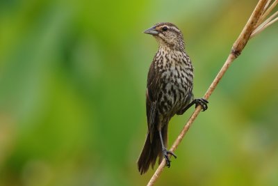 Female red-winged blackbird