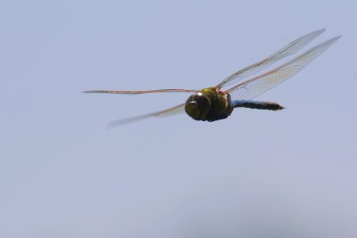 Dragonfly in flight