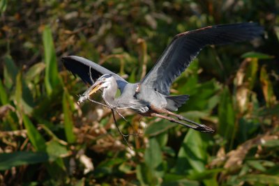 Great blue heron with nest materials