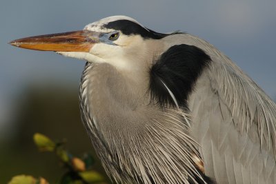 Great blue heron closeup