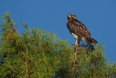 Red-shouldered hawk in a tree