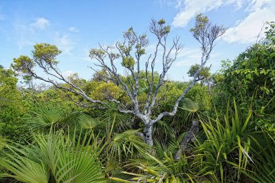 Cool tree in Half Moon Cay, Bahamas