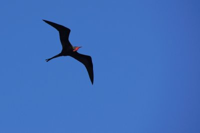 Magnificent frigatebird soaring overhead